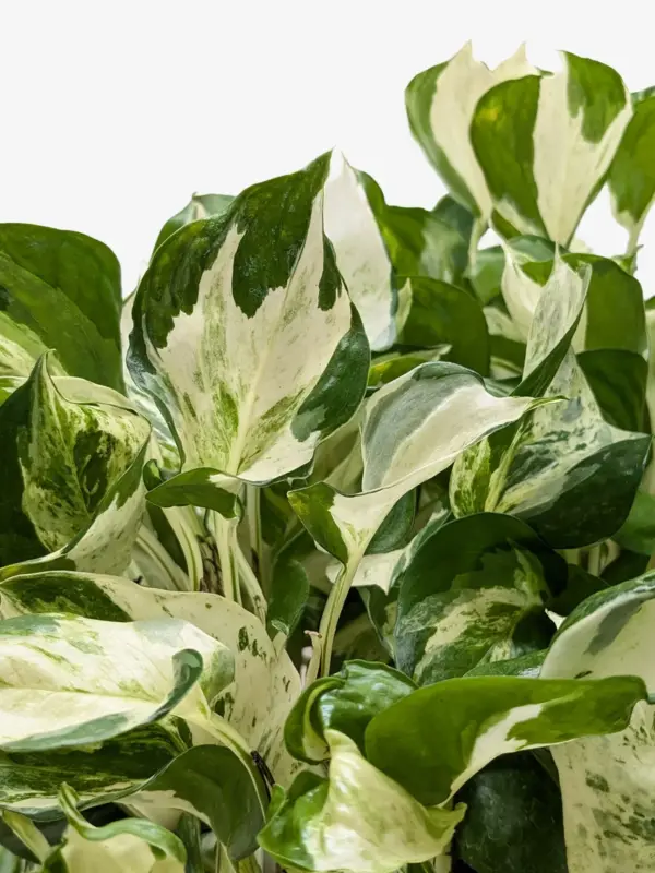Pothos 'Manjula' — additional view