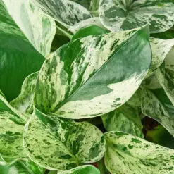 Pothos 'Marble Queen' houseplant