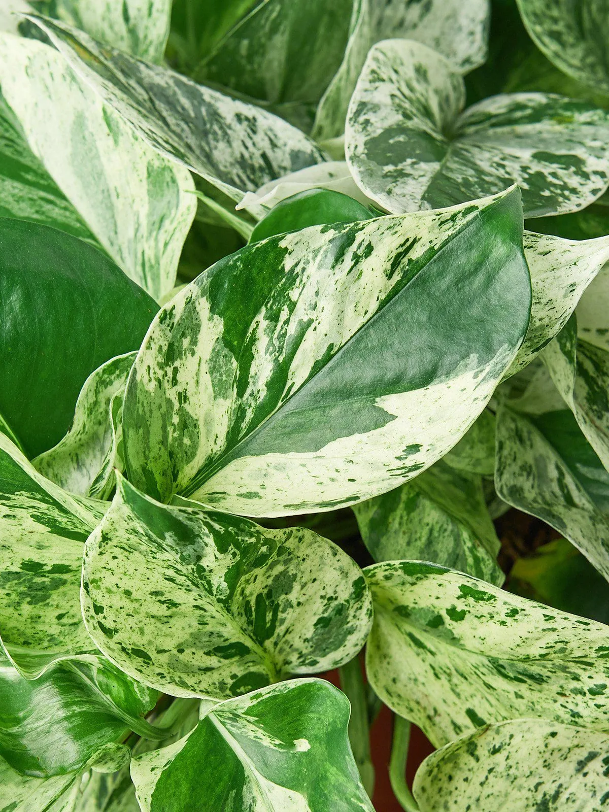 Pothos 