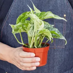 Pothos 'Marble Queen' — held in hand for size reference