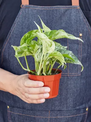 Pothos 'Marble Queen' — held in hand for size reference