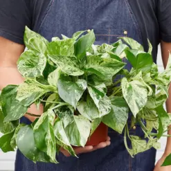 Pothos 'Marble Queen' — held in hand for size reference