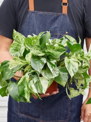 Pothos 'Marble Queen' — held in hand for size reference