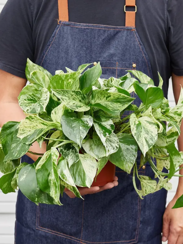 Pothos 'Marble Queen' — held in hand for size reference