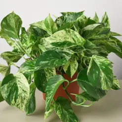 Pothos 'Marble Queen' — additional view