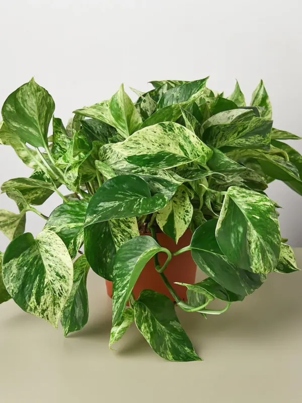 Pothos 'Marble Queen' — additional view
