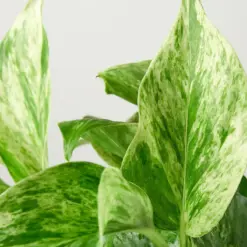 Pothos 'Marble Queen' — leaf detail close-up