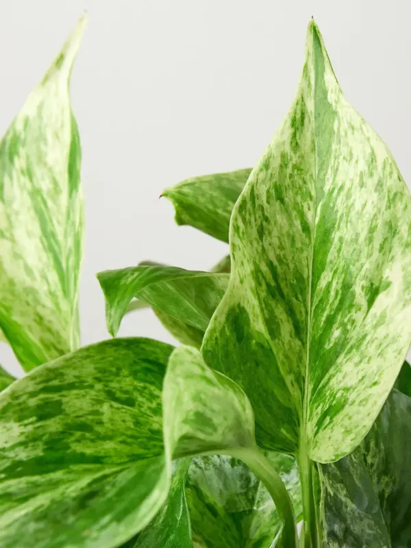 Pothos 'Marble Queen' — leaf detail close-up