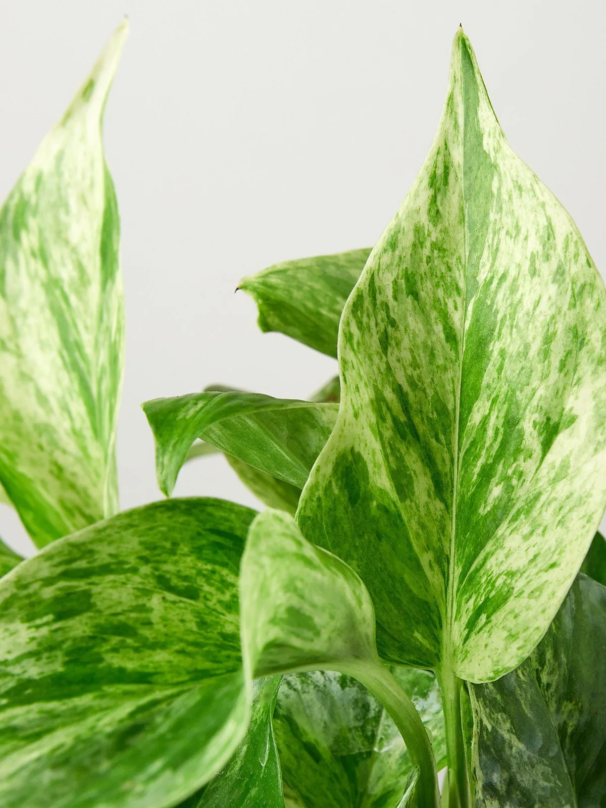 Pothos 