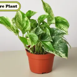 Pothos 'Marble Queen' — additional view