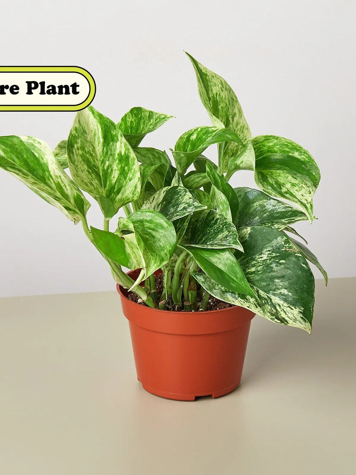 Pothos 