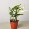Pothos 'Mutant Manjula' houseplant