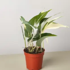 Pothos 'Mutant Manjula' houseplant