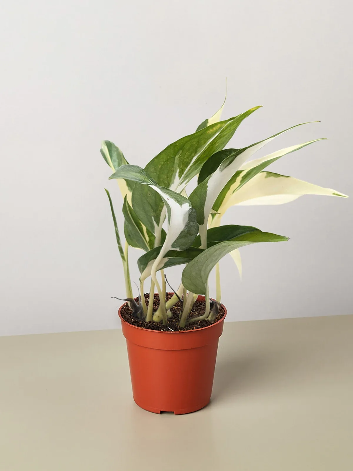 Pothos 