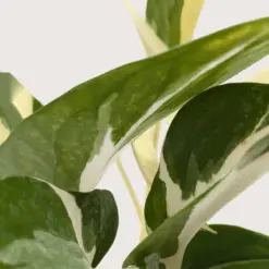 Pothos 'Mutant Manjula' — additional view