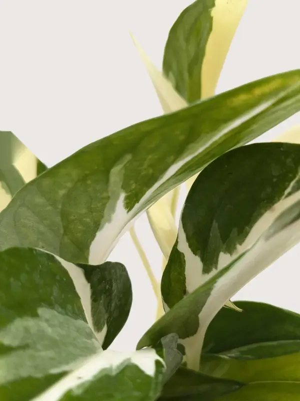 Pothos 'Mutant Manjula' — additional view