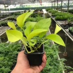 Pothos 'Neon' houseplant