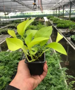 Pothos 'Neon' houseplant