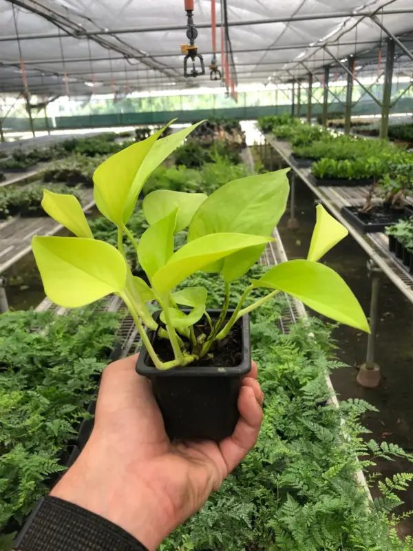 Pothos 'Neon' houseplant