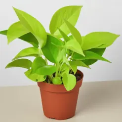 Pothos 'Neon' — additional view