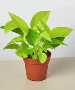 Pothos 'Neon' — additional view
