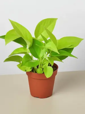 Pothos 'Neon' — additional view