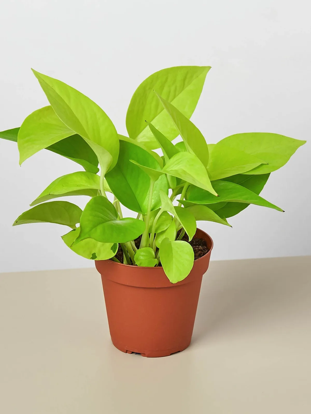 Pothos 