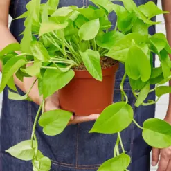 Pothos 'Neon' — additional view