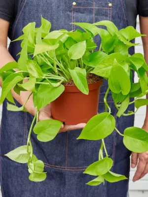 Pothos 'Neon' — additional view