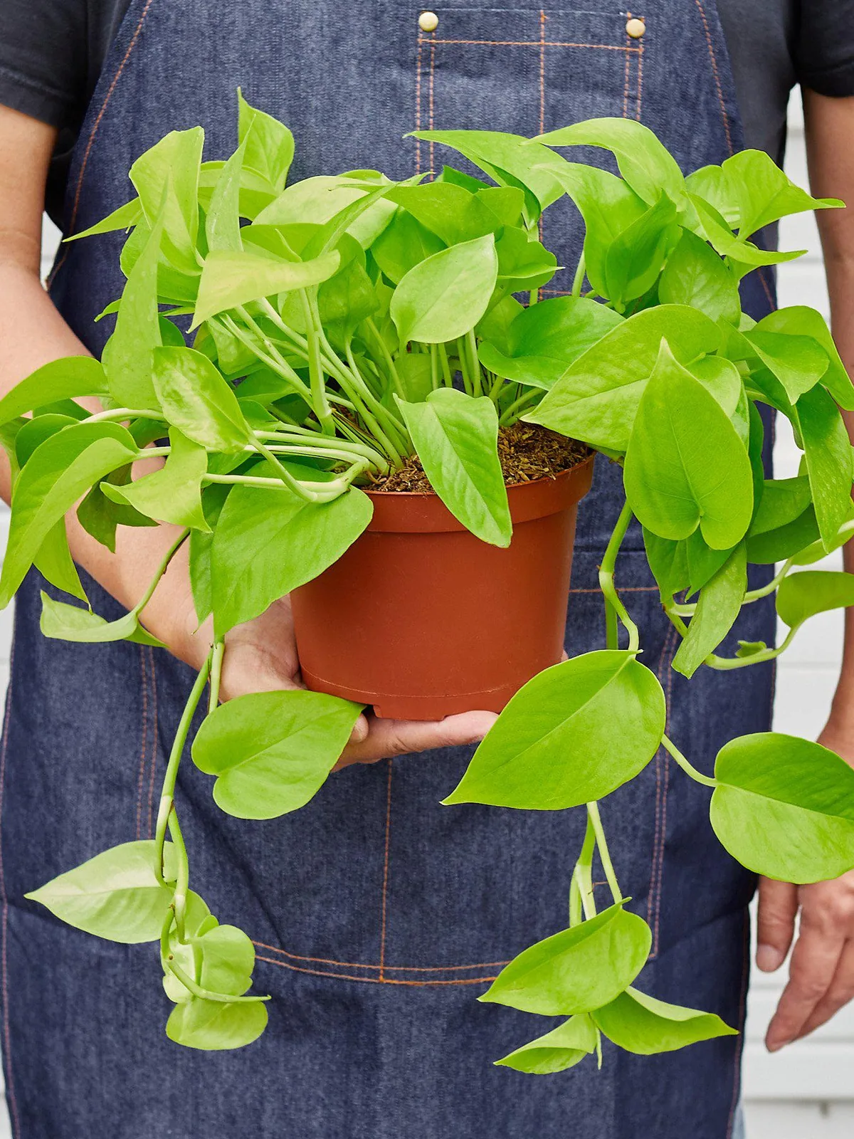 Pothos 