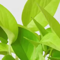 Pothos 'Neon' — leaf detail close-up