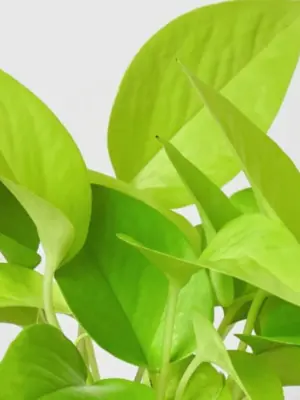 Pothos 'Neon' — leaf detail close-up