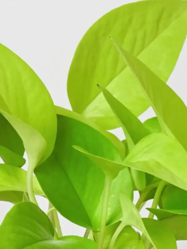 Pothos 'Neon' — leaf detail close-up