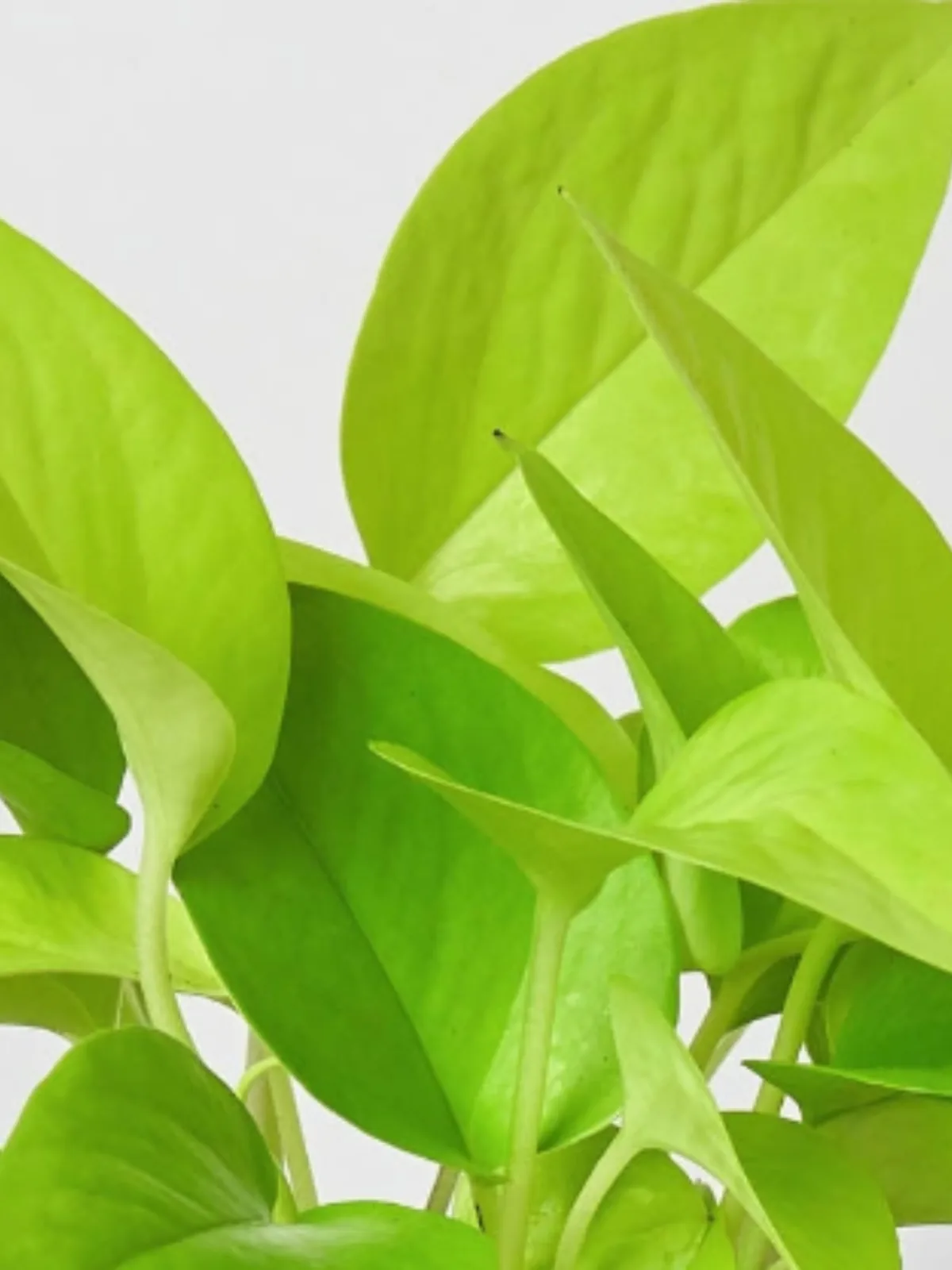 Pothos 