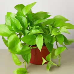 Pothos 'Neon' — additional view