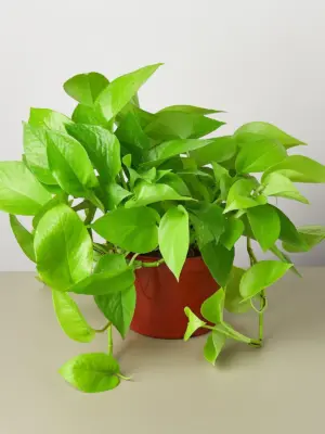 Pothos 'Neon' — additional view