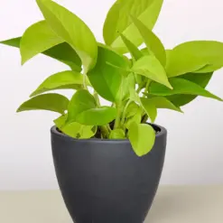 Pothos 'Neon' — additional view