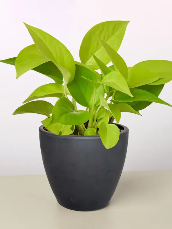 Pothos 'Neon' — additional view