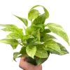Pothos 'Neon Queen' houseplant