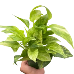Pothos 'Neon Queen' houseplant