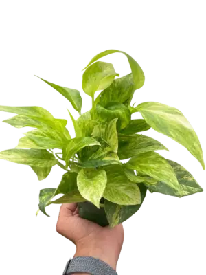 Pothos 'Neon Queen' houseplant