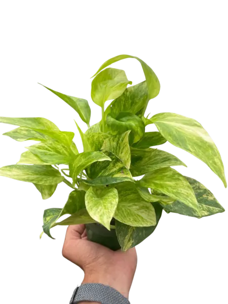 Pothos 'Neon Queen' houseplant