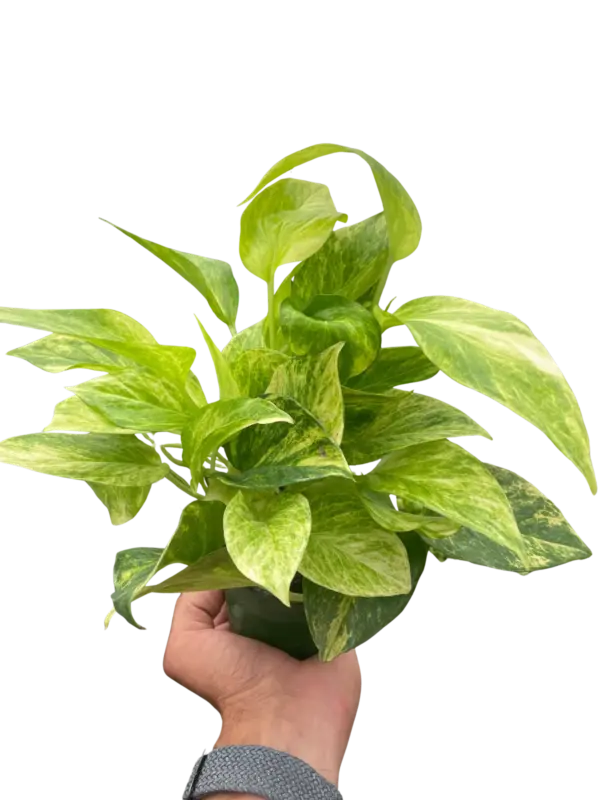 Pothos 'Neon Queen' houseplant