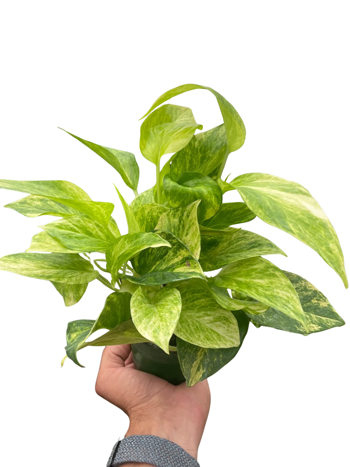 Pothos 