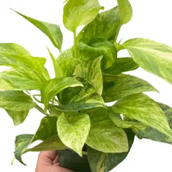 Pothos 'Neon Queen' — square crop