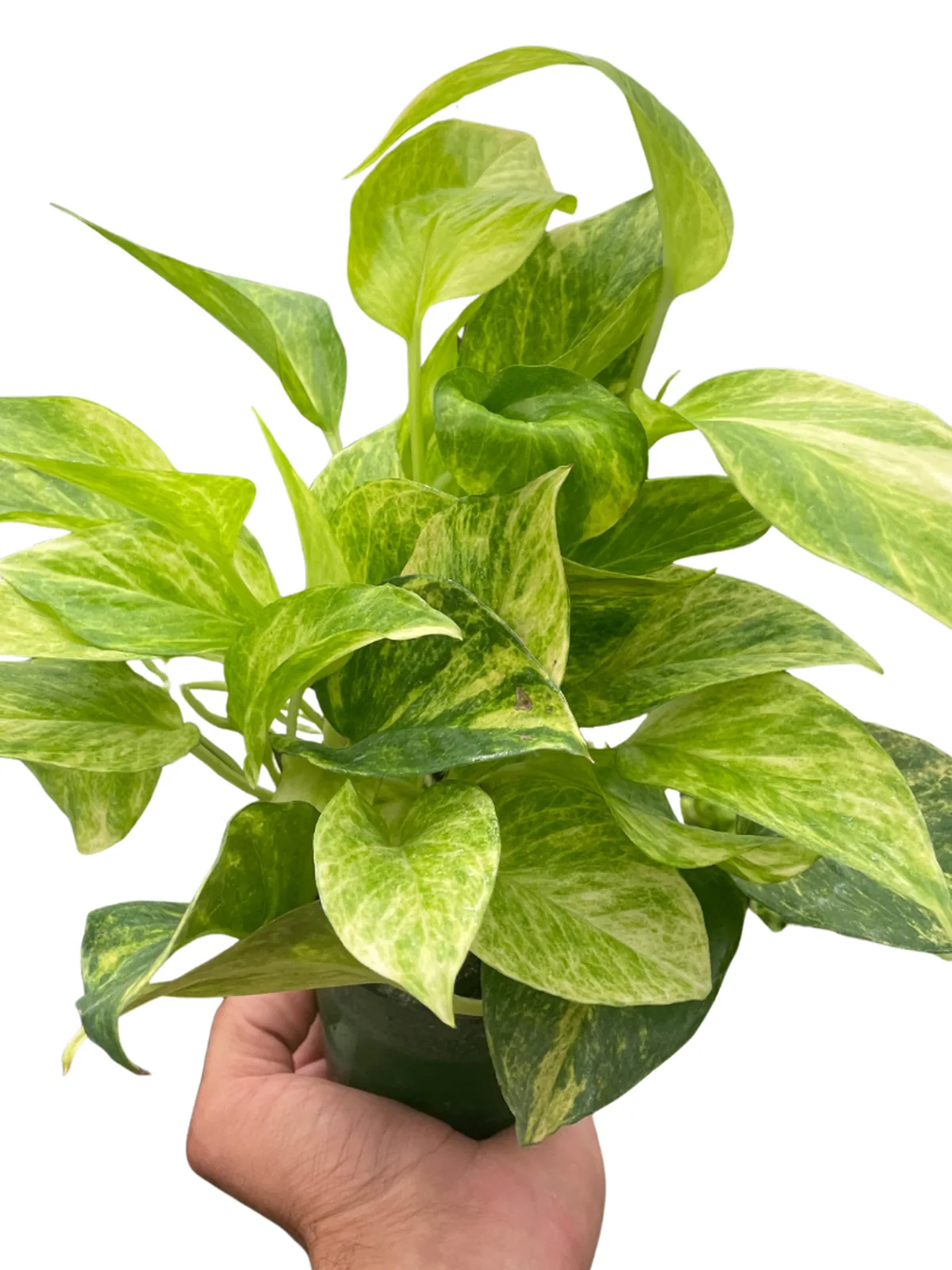 Pothos 