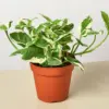 Pothos 'N'joy' Njoy houseplant