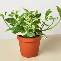 Pothos 'N'joy' Njoy houseplant