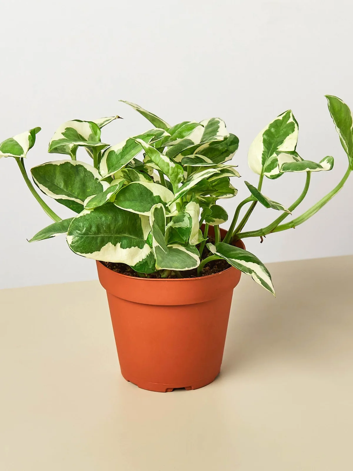 Pothos 