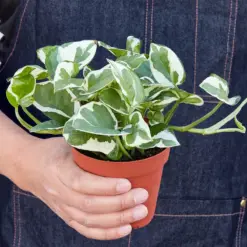 Pothos 'N'joy' Njoy — additional view